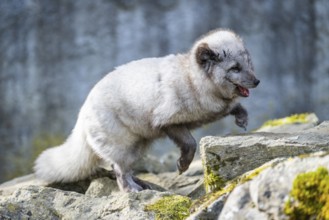Arctic fox (Vulpes lagopus) running over rocks, Bavaria, Germany