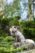 Arctic fox (Vulpes lagopus) sitting on a rock, Bavaria, Germany