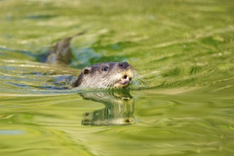 Eurasian otter (Lutra lutra) swimming in the water of a little lake, Bavaria, Germany