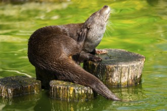 Eurasian otter (Lutra lutra) on a tree trunk in the water of a little lake, Bavaria, Germany