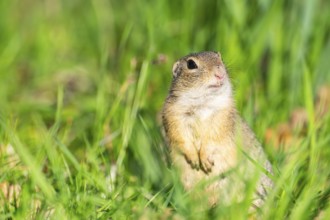European ground squirrel (Spermophilus citellus) on a meadow, Bavaria, Germany