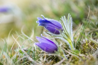 Pasque flower (Pulsatilla vulgaris), blooming, sunset, Bavaria, Germany