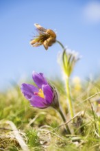 Pasque flower (Pulsatilla vulgaris), blooming, sunset, Bavaria, Germany