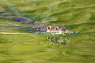 Eurasian otter (Lutra lutra) swimming in the water of a little lake, Bavaria, Germany