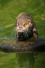 Eurasian otter (Lutra lutra) on a tree trunk in the water of a little lake, Bavaria, Germany