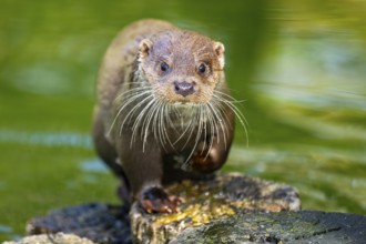 Eurasian otter (Lutra lutra) on a tree trunk in the water of a little lake, Bavaria, Germany
