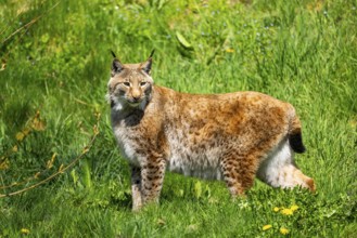 Eurasian lynx (Lynx lynx), standing on a meadow, Bavaria, Germany