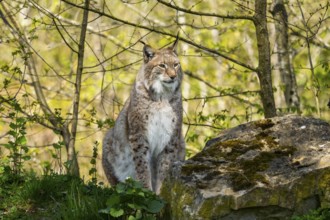 Eurasian lynx (Lynx lynx) sitting in the bushes, Bavaria, Germany