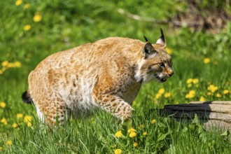 Eurasian lynx (Lynx lynx), walking on a meadow, Bavaria, Germany