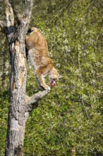 Eurasian lynx (Lynx lynx) climbing on a tree, jumping, Bavaria, Germany