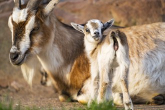 Domestic goat (Capra hircus) mother with her youngster, Bavaria, Germany
