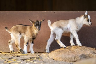 Domestic goat (Capra hircus) youngsters on the ground, Bavaria, Germany