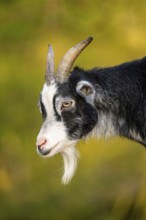 Domestic goat (Capra hircus), portrait, Bavaria, Germany