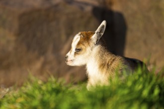 Domestic goat (Capra hircus) youngster lying on the ground, Bavaria, Germany