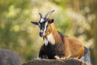 Domestic goat (Capra hircus) lying on a rock, Bavaria, Germany