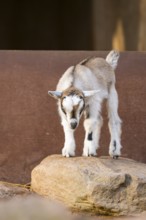 Domestic goat (Capra hircus) youngster standing on a rock, Bavaria, Germany