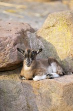 Domestic goat (Capra hircus) youngster lying on the ground, Bavaria, Germany