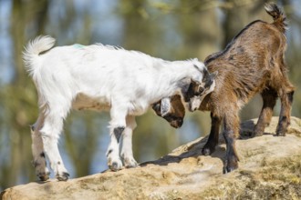 Domestic goats (Capra hircus) playing on a rock, Bavaria, Germany