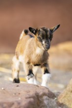 Domestic goat (Capra hircus) youngster climbing up a rock, Bavaria, Germany
