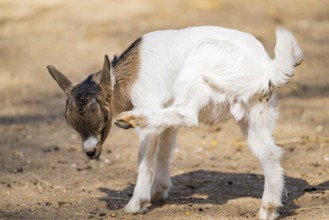 Domestic goat (Capra hircus) standing on the ground, Bavaria, Germany