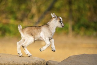 Domestic goat (Capra hircus) youngster jumping in the air, playing, Bavaria, Germany