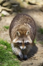 Common raccoon (Procyon lotor) walking on the ground, Bavaria, Germany