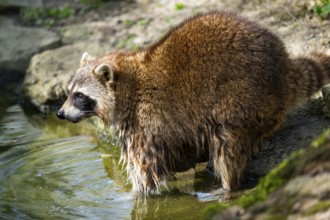 Common raccoon (Procyon lotor) standing on the ground, Bavaria, Germany