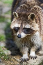 Common raccoon (Procyon lotor) standing on the ground, Bavaria, Germany