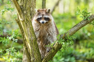 Common raccoon (Procyon lotor) climbing up a tree, Bavaria, Germany