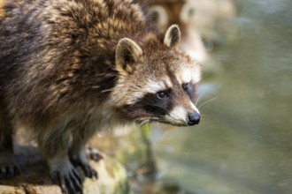 Common raccoon (Procyon lotor), portrait, Bavaria, Germany