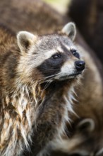 Common raccoon (Procyon lotor), portrait, Bavaria, Germany