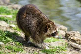 Common raccoon (Procyon lotor) walking on the ground, Bavaria, Germany