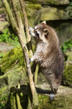 Common raccoon (Procyon lotor) climbing up a tree, Bavaria, Germany