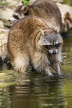 Common raccoon (Procyon lotor) on the watershore, Bavaria, Germany