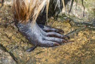 Common raccoon (Procyon lotor), foot, detail, Bavaria, Germany