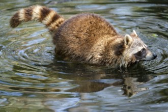 Common raccoon (Procyon lotor) in the water of a little lake, Bavaria, Germany