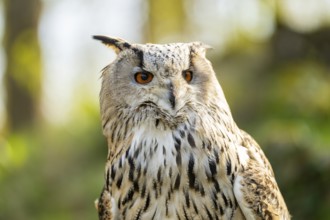 Eurasian eagle-owl (Bubo bubo) portrait, captive, Bavaria, Germany