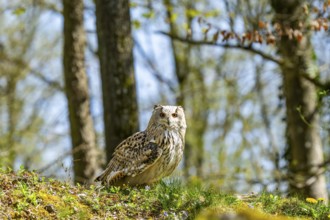 Eurasian eagle-owl (Bubo bubo) sitting on the ground, captive, Bavaria, Germany