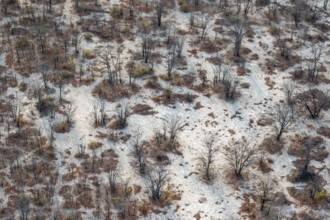 Structure and pattern, trees in the dry season, arid landscape, aerial view of the Okavango Delta,