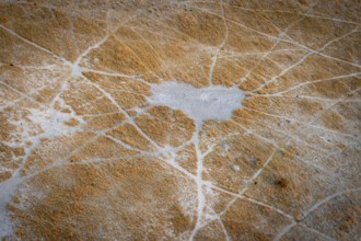 Structure and pattern of trails, animal trails, landscape, aerial view of the Okavango Delta, near