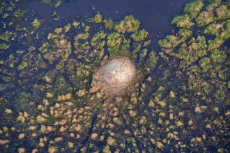 Structure and pattern, termite mounds in marshland, landscape, aerial view of the Okavango Delta,
