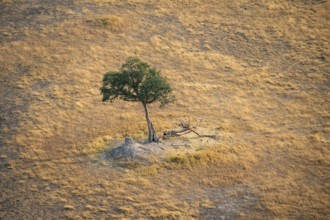 Species tree in the savanna, landscape, aerial view of the Okavango Delta, near Maun, Okavango
