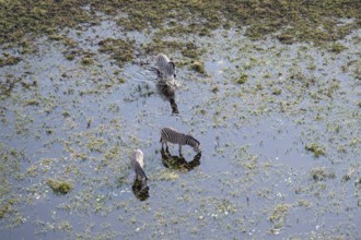 Steppe zebras (Equus quagga) drinking by the river, aerial view, Okavango Delta, Botswana