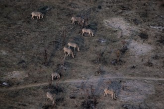 Steppe zebras (Equus quagga) grazing in arid landscape, aerial view, Okavango Delta, Botswana