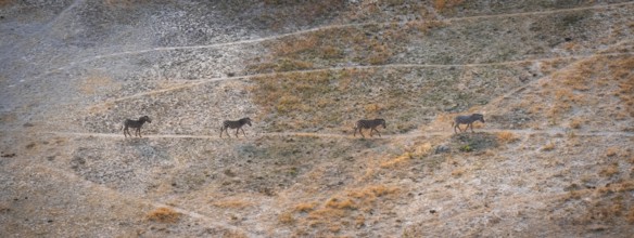 Steppe zebras (Equus quagga) running in row, savanna landscape with yellow grass, aerial view,