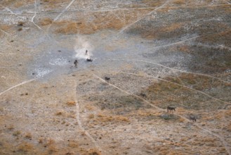 Steppe zebras (Equus quagga) rolling in dust, savanna landscape with yellow grass, aerial view,