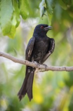 Fork-tailed drongo (Dicrurus adsimilis), Zambezi Region, Caprivi Strip, Namibia