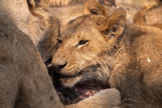 Lion pack with kill, lion (Panthera Leo) eats buffalo, savanna, Moremi Game Reserve, Botswana