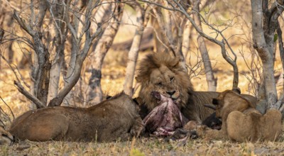 Lion pack with kill, maned lion (Panthera Leo) eats buffalo, savanna, Moremi Game Reserve, Botswana