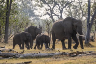 Herd with young animals, elephants (Loxodonta africana), Xakanaxa, Moremi Game Reserve, Botswana